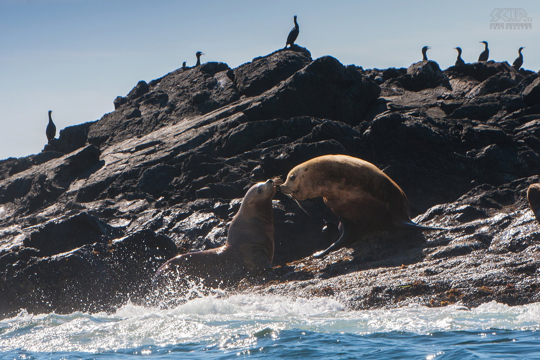 Tofino - Sea lions  Stefan Cruysberghs